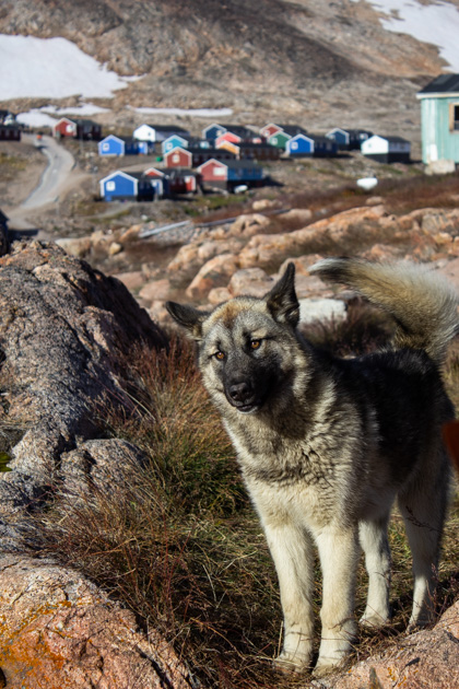 Tan and brown fluffy sled dog from remote Greenland settlement of Ittoqqortoormiit standing in front of brightly colored houses.