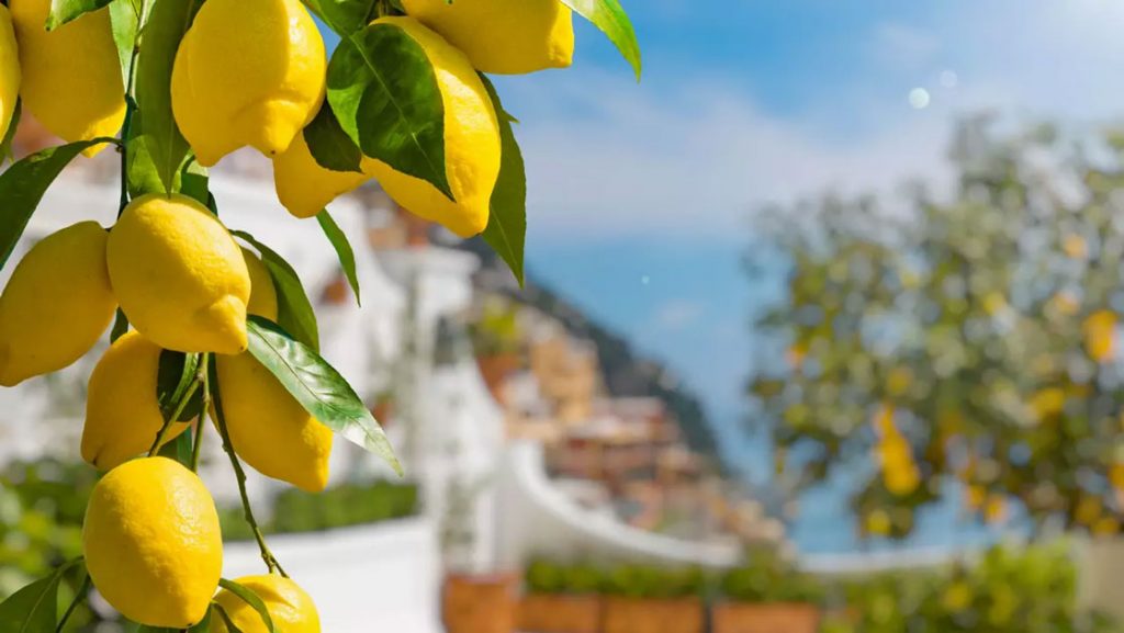 Lemons on the tree by whitewashed & tan stone buildings sitting on a hill overlooking the water in the sunshine of Salerno.