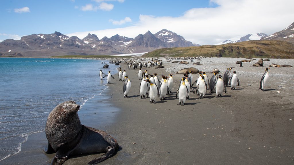 Fur seal sits on sandy beach with many king penguins, grassy hills & dark mountains behind on a sunny day in South Georgia.