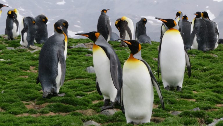 Group of king penguins with white bellies, orange & yellow collars & silver backs stand in green grass on South Georgia.