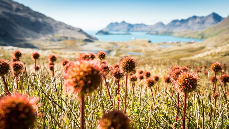 Field of red spiked wildflowers with dark mountain peaks & turquoise bay in distance, seen on South Georgia Grand Tour.