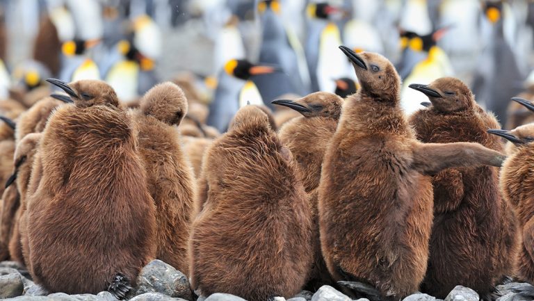 Group of brown furry juvenile king penguins stand on rocky beach by adults with silver backs, orange beaks & yellow necks.