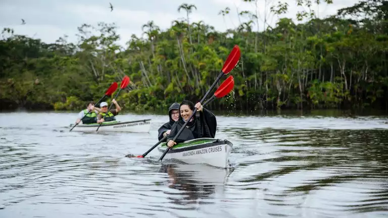 four Guests kayak with red paddles through the amazon river on a calm day next to the green lush forest