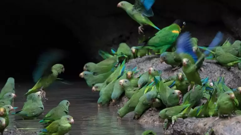 twenty green parrots get water in the clay as they splash around with their yellow beaks and blue wings