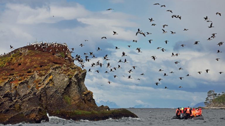 While on the Patagonia Explorer from Ushuaia to Punta Arenas you will have a chance to see many types of bird life on the shore