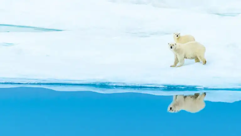 Mother polar bear & cub with white fur walk snowfield beside reflection in glassy blue sea, seen on a Northwest Passage cruise.