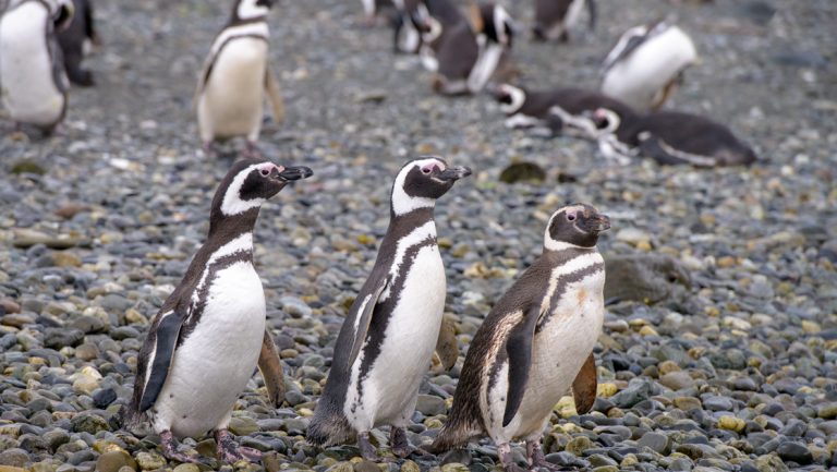 3 Magellanic penguins with white chests & dark backs walk over stony beach with more birds behind, seen in Patagonia.