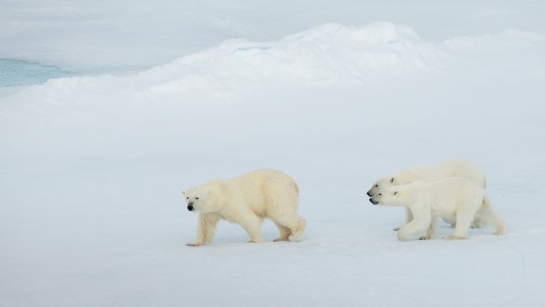 3 polar bears walk across snowfield on a cloudy day, seen on the Ultimate Arctic Voyage from Svalbard to Iceland via Jan Mayen.