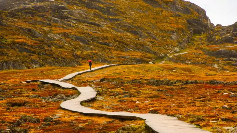 Greenland traveler walks a long boardwalk over autumnal gold, red & green tundra, towards a passage between mountains.
