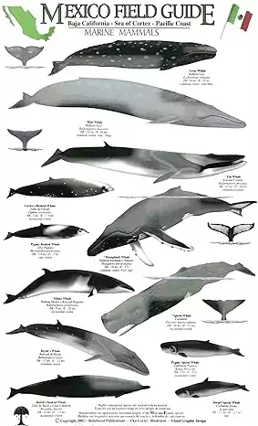 Thumbnail image of the Baja Sea of Cortez Marine Mammal Guide with tiny images of whales, dolphins and porpoise with written descriptions. 