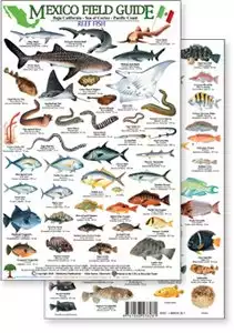 Thumbnail image of Baja, Sea of Cortez Reef Fish Field guides with tiny images of fish, sharks and marine life with descriptions. 