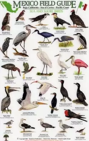 Thumbnail of the Mexico Field Guide to Baja California Sea and Shore Birds with small images of many birds and their descriptions. 
