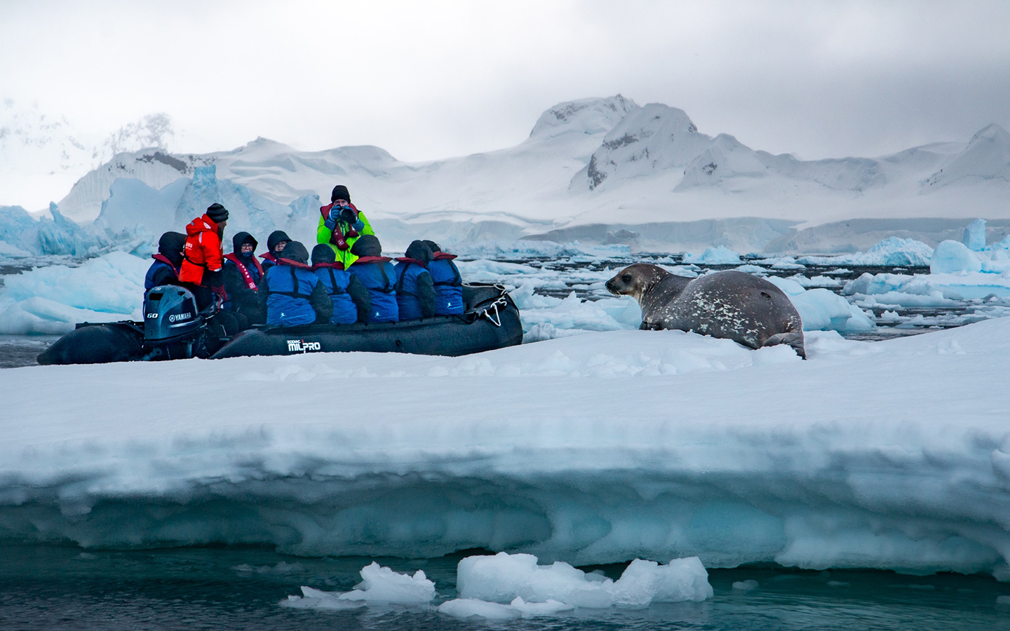 A seal laying down on Antarctic ice seen beside a zodiac filled with travelers taking a photo of it.