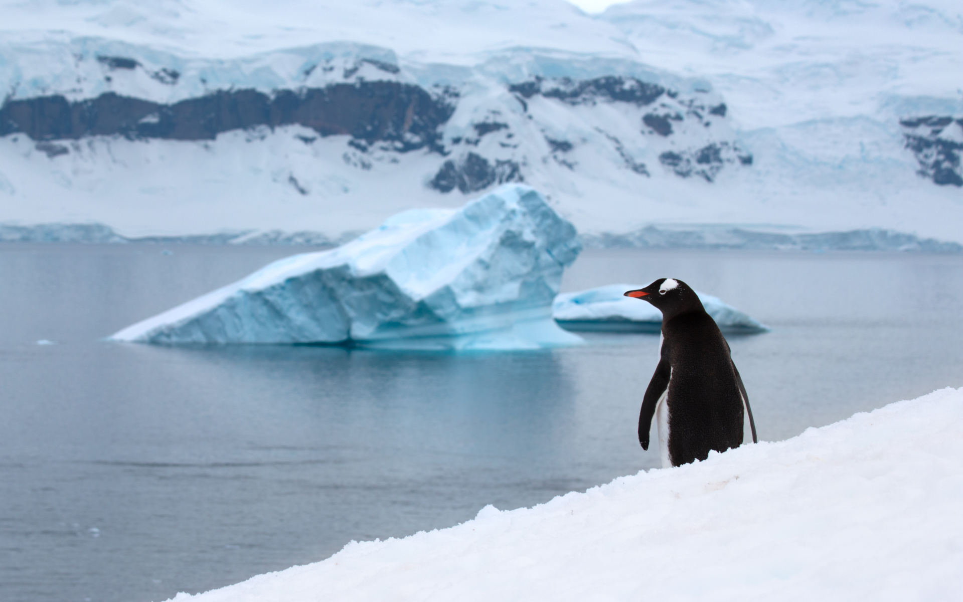 A solo penguin stands on snowy hill overlooking a bay in Antarctica filled with giant icebergs and surrounded by mountains.