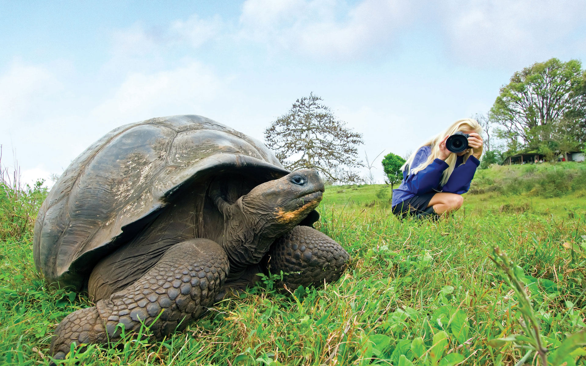 Woman in blue top kneels in grass to photograph a giant tortoise on a sunny day during the best time to visit Galapagos.