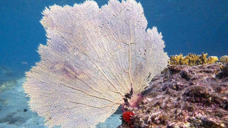 White branch coral sits atop purple rock near white-sand sea floor seen on The Caribbean Under Sail Aboard Le Ponant cruise.