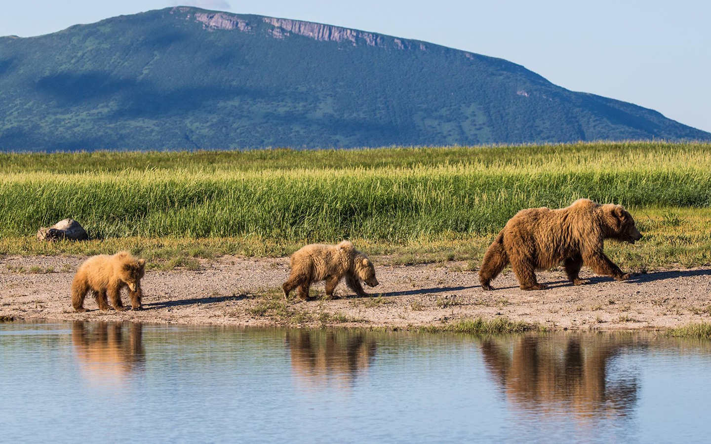 A mama brown bear and her two cubs walk along shoreline of river in a line, green tall grasslands and mountain range behind them