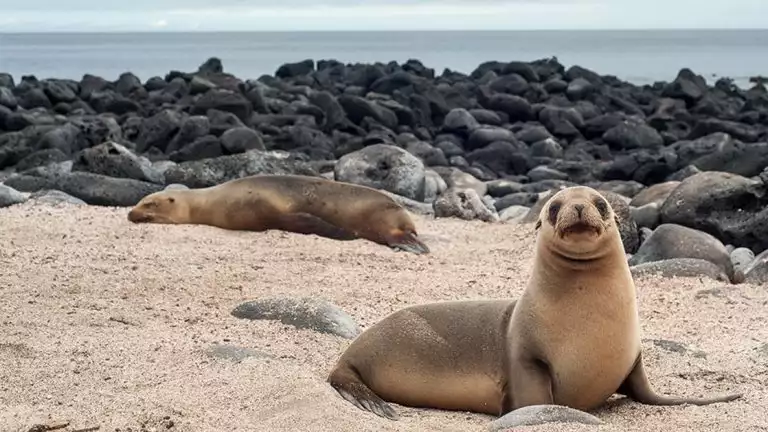 two sea lions laying in the sand in front of black rocks and calm seas in the distance