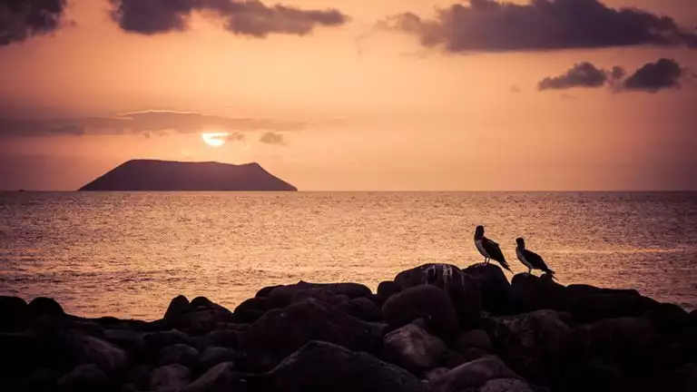 two birds perched on rocks overlooking the pink sunset setting on a calm sea over a small island with a few clouds.