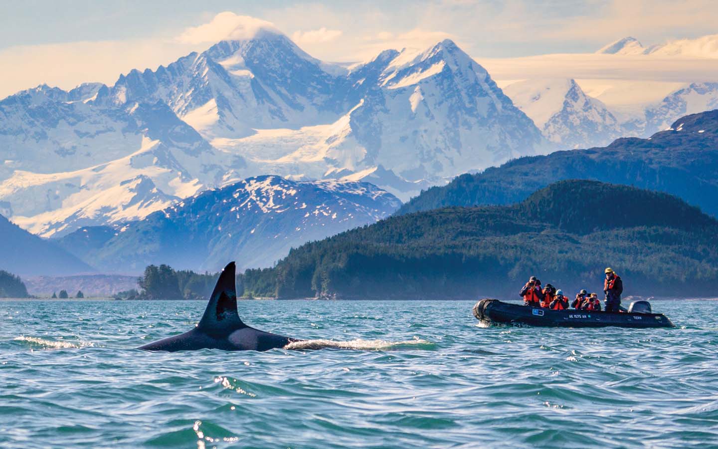 In Alaska, guests photograph the fin of an orca whale as it breaches the water from their inflatable skiff