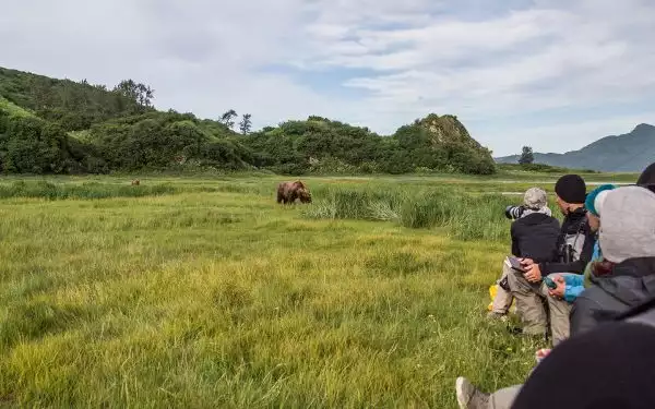 A group of travelers stands in a grassy field photographing an Alaska grizzly bear