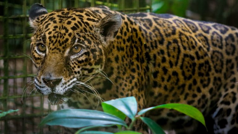 Leopard in fur of gold & dark circles sits beside green plant with cage bars behind, seen on a Belize jungle tour.