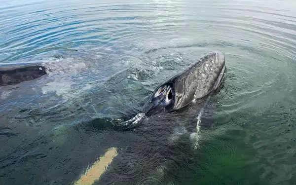 in Baja, two grey whales break the surface of the ocean as they breach showing their blowholes and face.