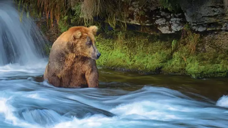 Brown bear sits in river under small waterfall, fishing for salmon, seen on the Exploring Alaska's Coastal Wilderness cruise.