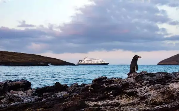 A small Galapagos penguin seen on a rocky shore with a ship in the background on the water under a cloudy purple sunset sky