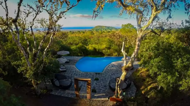 ariel view of outdoor pool with paved stone lounge area in the middle of the jungle
