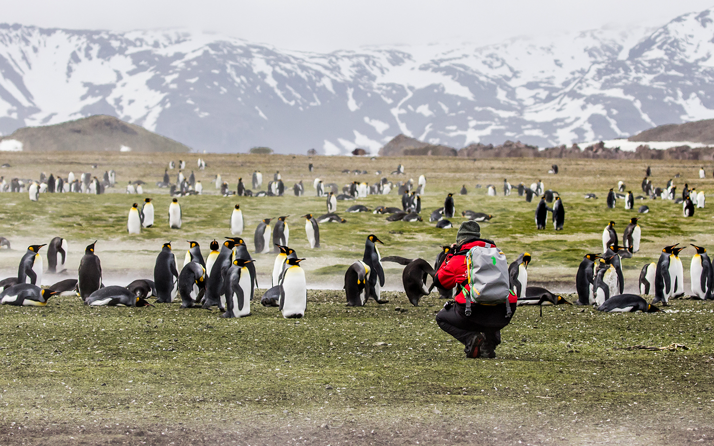 Guest in red jacket and grey backpack squats among colony of king penguins in South Georgia Antarctica taking photos of wildlife