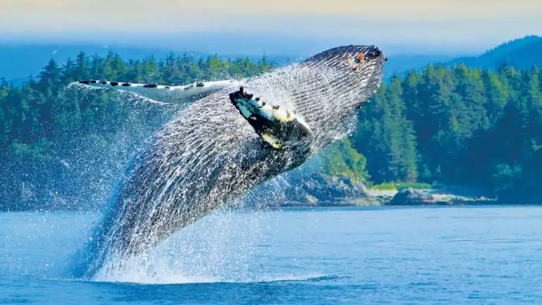 Humpback whale leaps out of calm blue sea with forested hills behind, seen on the Treasures of the Inside Passage cruise.
