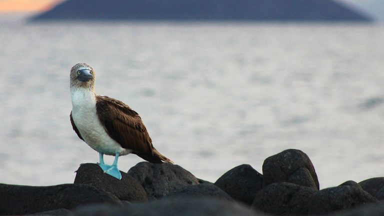 A blue footed boobie bird stands facing just right of the camera atop black lava rocks