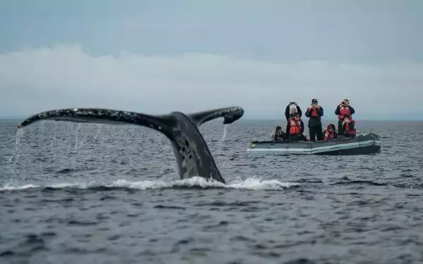 A large whale fluke seen coming out of the water in Alaska in front of a Zodiac of travelers taking pictures.