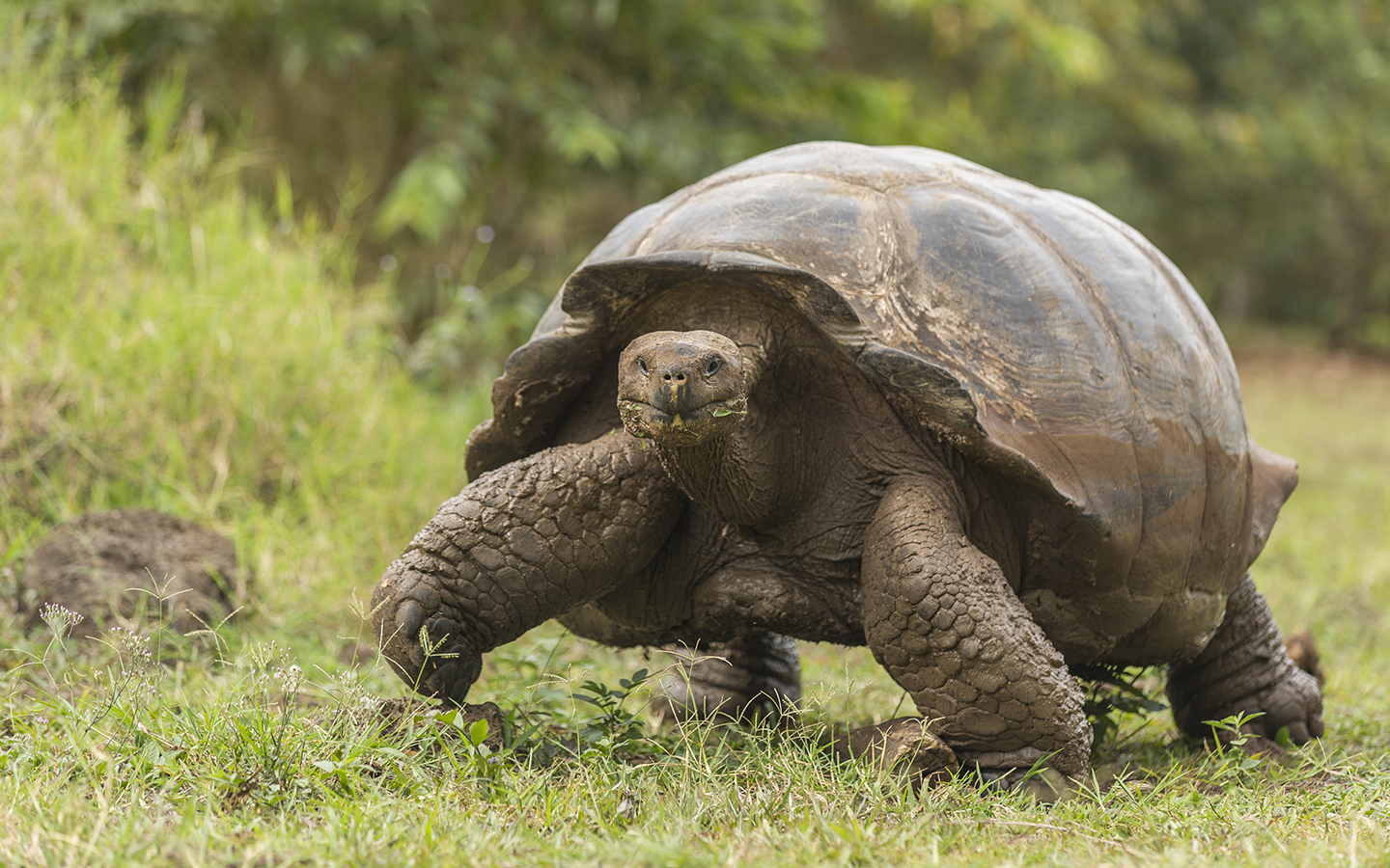A giant Galapagos tortoise seen walking toward the camera among green grass