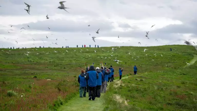 Small group of Iceland's Westfjords & North Coast cruise guests in blue jackets walk a mowed grass path as birds fly above.