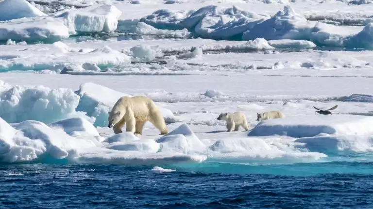 A polar bear standing on ice drinking water from aboard a Svalbard Odyssey cruise
