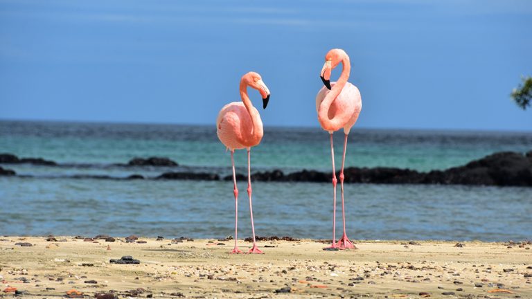 Two flamingos stand side by side looking at each other on a sandy beach