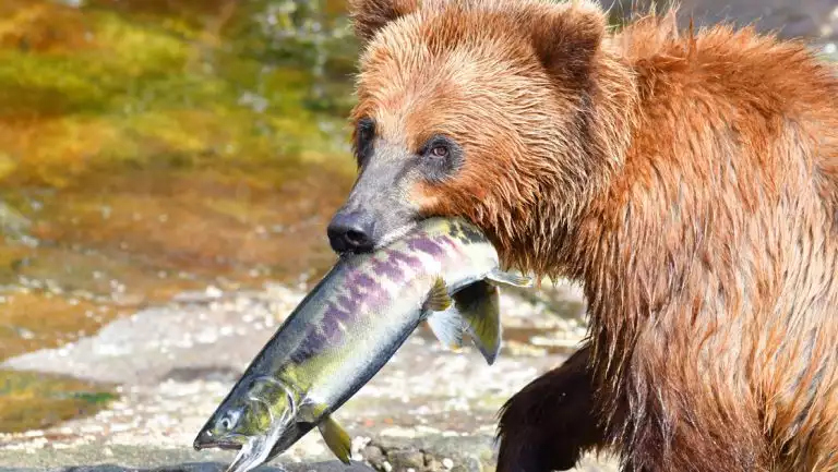 Young brown bear in Alaska holds a live salmon in its mouth while fishing, seen on the Alaska's Ultimate Adventure Cruise.