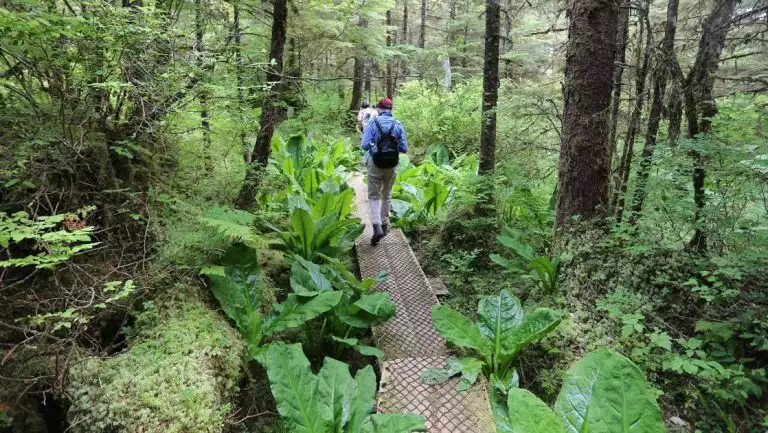 Alaska's Ultimate Adventure Cruise travelers walk a wooden boardwalk among deciduous trees & large Alaskan ferns.