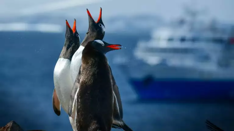 Three Penguins call out with their necks tilted back and orange becks in the air with a small cruise ship off in the distance