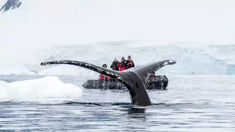 A whale tail peaking out of the water with a skiff behind with adventurists viewing the whale next to large icebergs and snow.