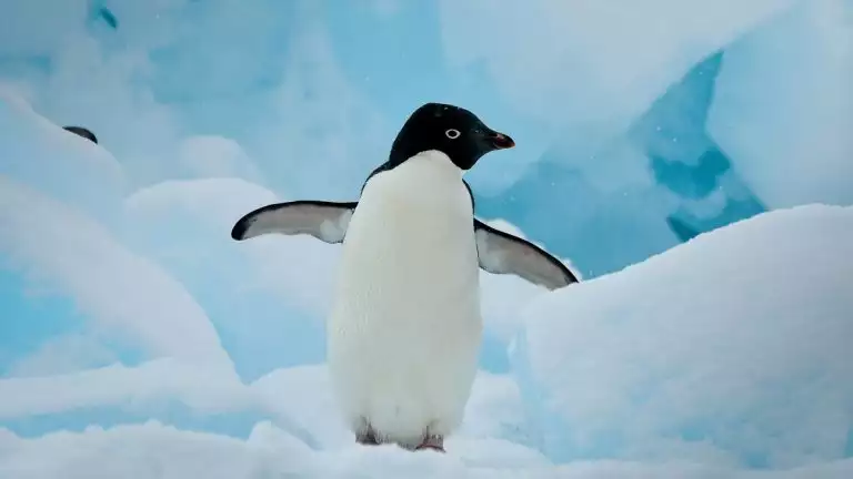 white and black small penguins with its fins out waddles through the blue snow