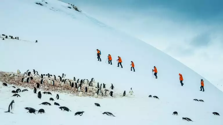 Antarctica Direct travelers hike up a snowfield beside a gentoo penguin colony on a cloudy day at Cuverville Island.