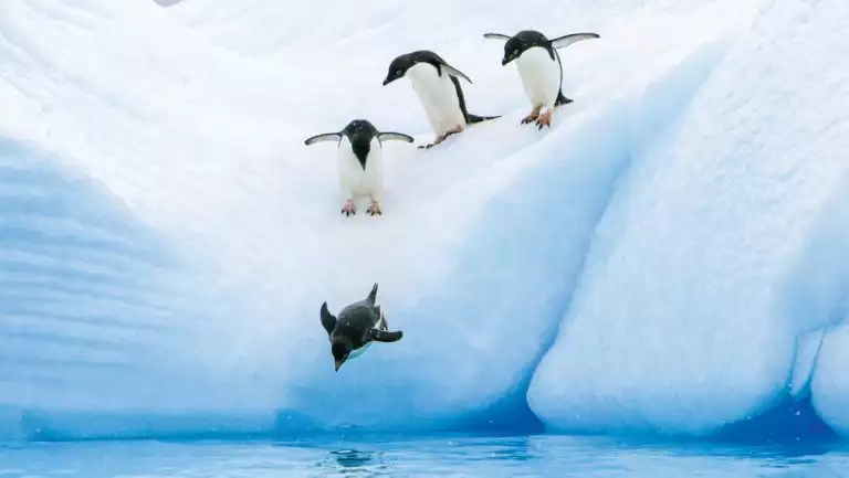 Adult Adelie penguins lining up to leap off of an iceberg at Paulet Island in the Weddell Sea, Antarctica.