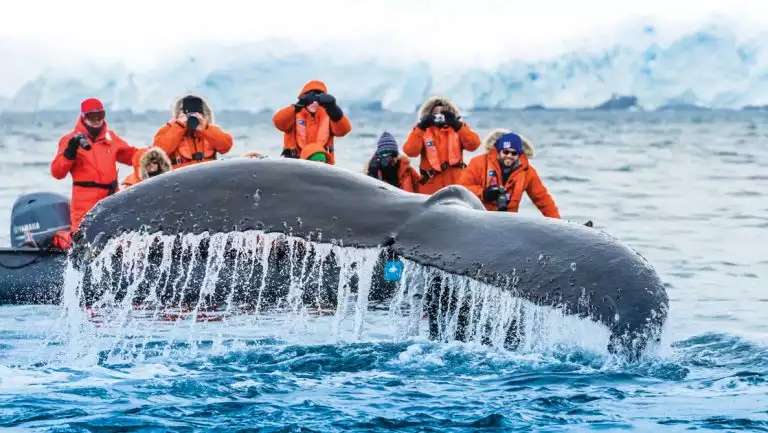 Antarctic travelers in orange jackets in a Zodiac watch a humpback whale dive right beside them with icy wilderness behind.