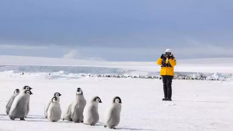 An adventurist is taking a photograph of emperor penguins as they waddle down the snowy path