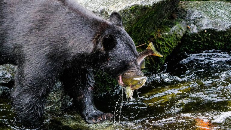 While on the North to True Alaska cruise you will have the chance to see wildlife like this black bear seen catching fish