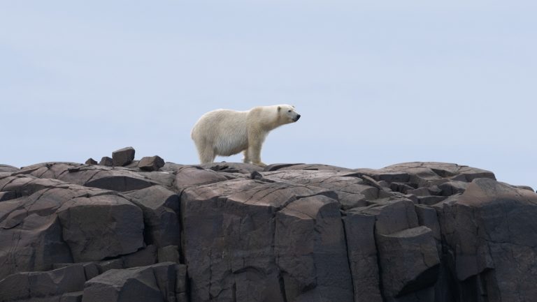 Lone polar bear stands atop columnar red rocks under a gray sky during a southern Greenland cruise.