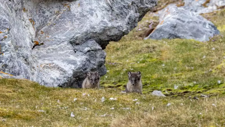 2 arctic fox cubs peer over a grassy knoll near gray rocks during the Spitsbergen: Realm of the Ice Bear Cruise.